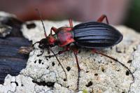 Carabus auronitens