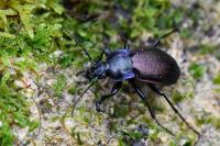 Carabus nemoralis