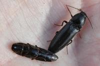 Melanotus villosus