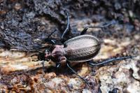Carabus arvensis