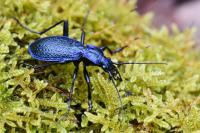 Carabus intricatus
