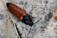 Ampedus elongatulus
