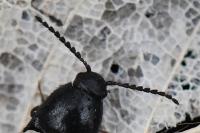 Ampedus elongatulus