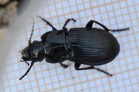 Abax parallelus