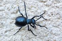Meloe violaceus