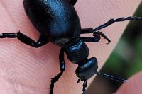 Meloe violaceus