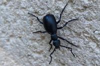 Meloe violaceus