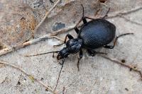 Cychrus attenuatus