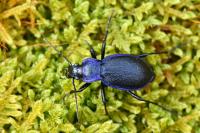 Carabus problematicus