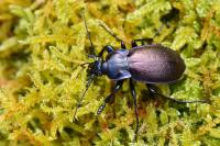 Carabus nemoralis