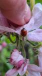 Harmonia axyridis