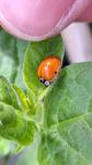 Harmonia axyridis