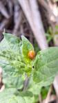 Harmonia axyridis