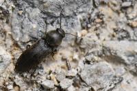 Agriotes