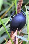 Timarcha tenebricosa
