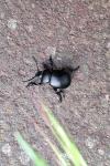 Timarcha tenebricosa