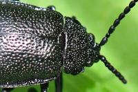 Galeruca tanaceti
