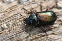 Platycerus caraboides