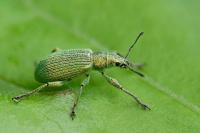 Polydrusus planifrons