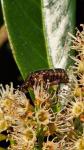Cetonia aurata