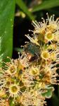 Cetonia aurata