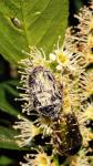 Cetonia aurata