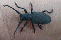 Lamia textor