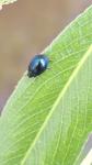 Plagiodera versicolora