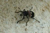 Clerus mutillarius