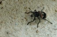 Clerus mutillarius