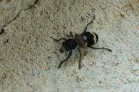 Clerus mutillarius