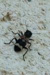 Clerus mutillarius