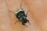 Valgus hemipterus