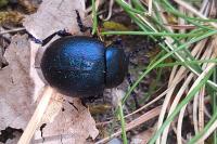 Timarcha goettingensis