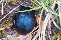 Timarcha goettingensis