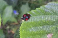 Harmonia axyridis