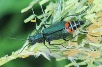 Malachius bipustulatus