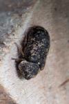 Xestobium rufovillosum