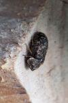 Xestobium rufovillosum