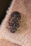 Xestobium rufovillosum