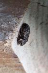 Xestobium rufovillosum