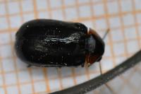 Smaragdina aurita