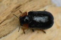 Smaragdina aurita