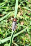 Cantharis rustica