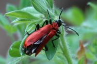 Pyrochroa coccinea
