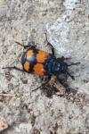 Nicrophorus vespilloides
