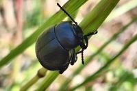 Timarcha goettingensis