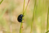 Timarcha goettingensis