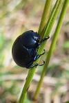 Timarcha goettingensis