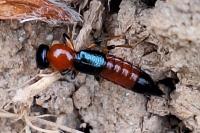 Paederus littoralis